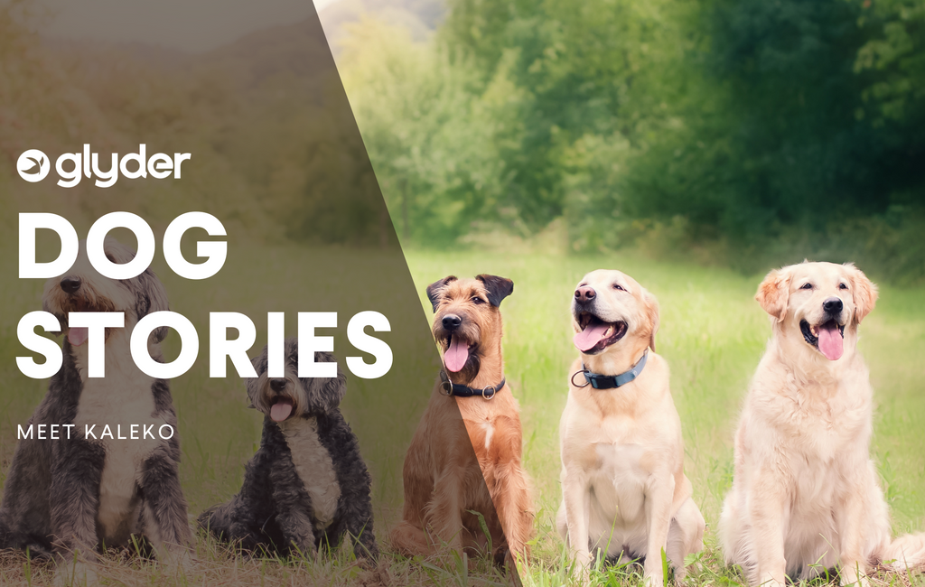 Glyder Dog Story: Meet Kaleko